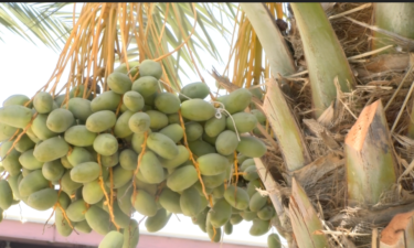 ¿Qué efectos tiene el calor extremo a los campesinos y cultivos del Valle de Coachella?